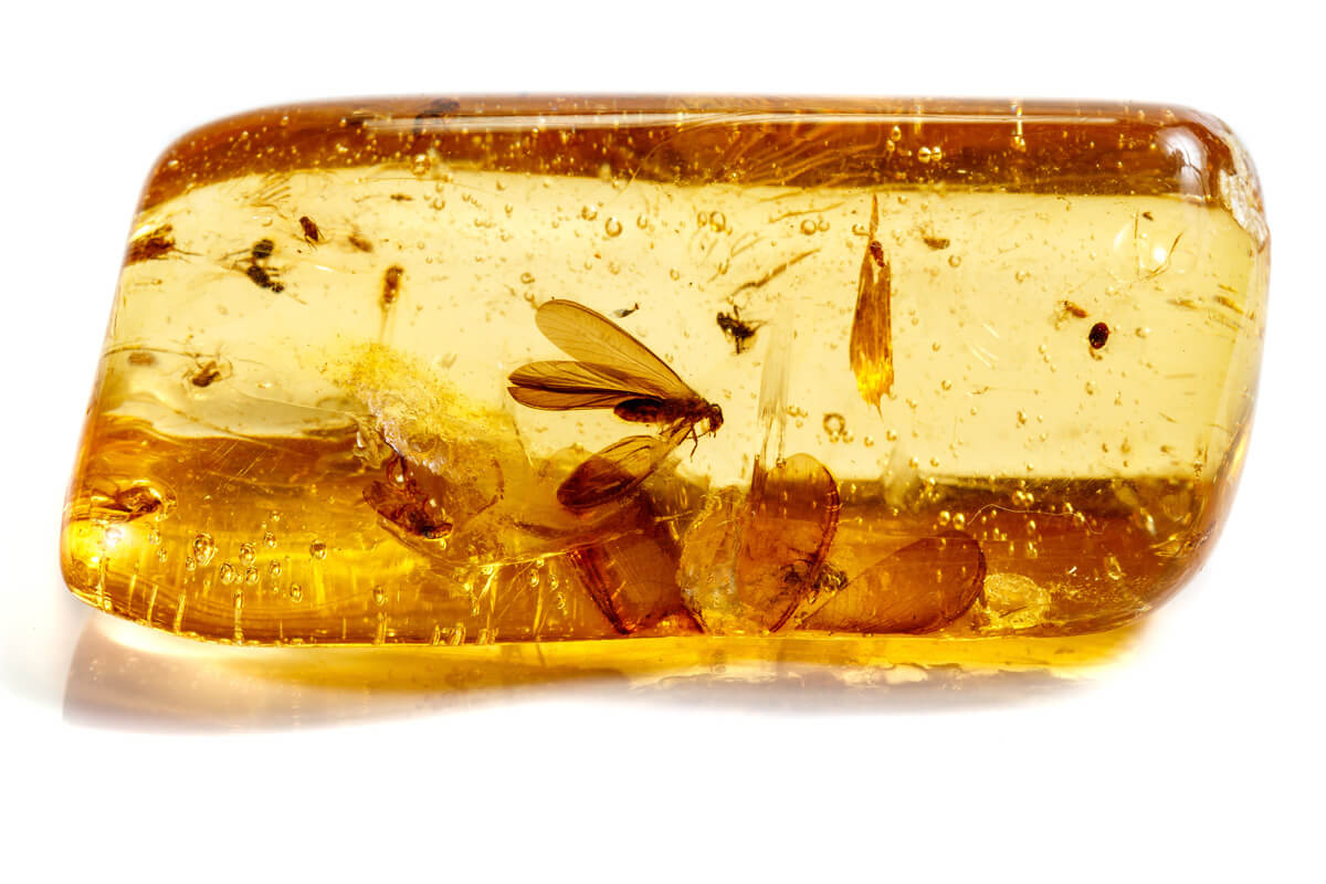 insècte dans un morceau d'ambre